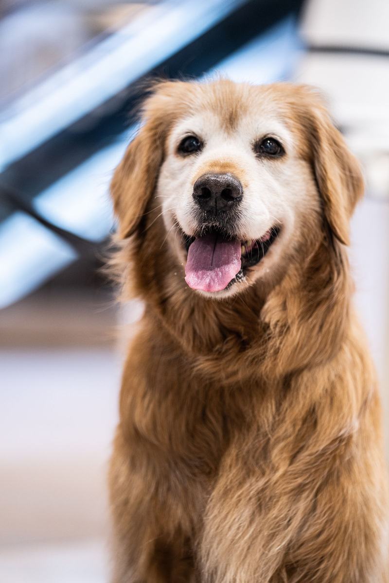 Cachorro golden retriever sorrindo, de língua para fora